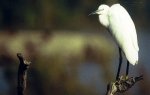 Aigrette {JPEG}